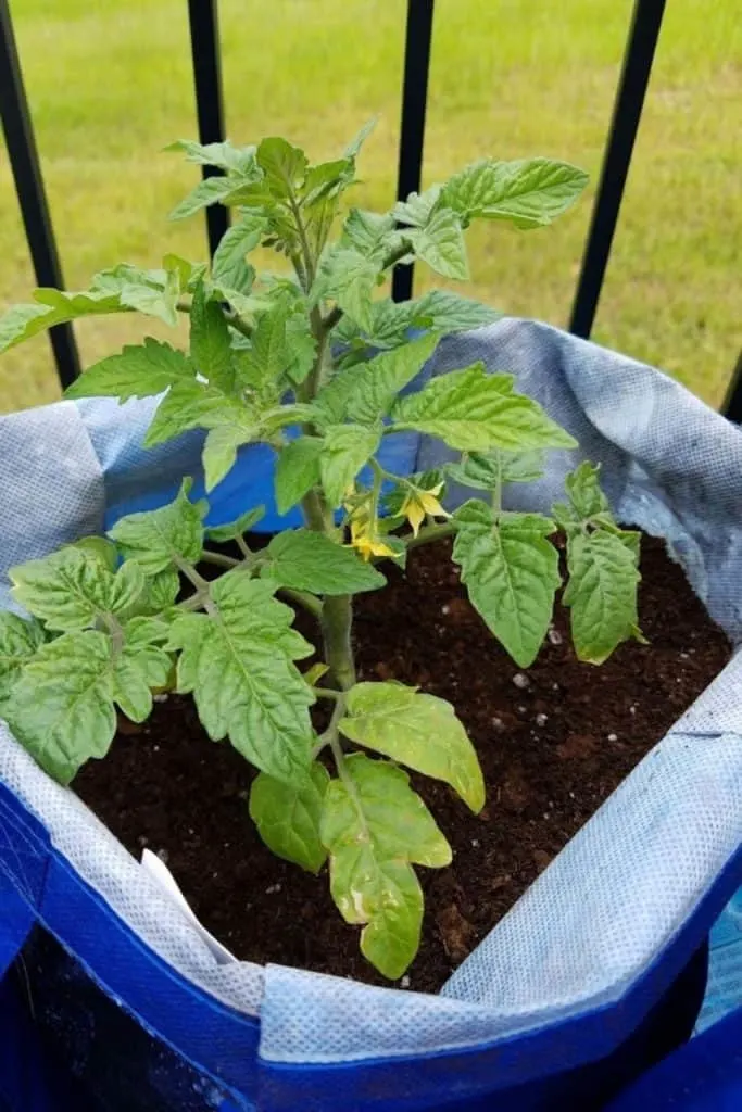 tomato planted in a cloth bag
