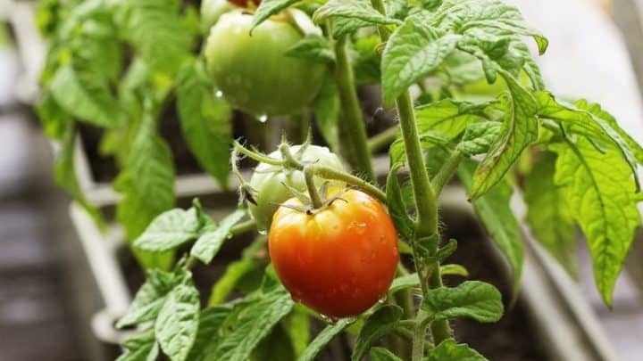 How to Grow Tomatoes in Containers – 5 Tips For Success
