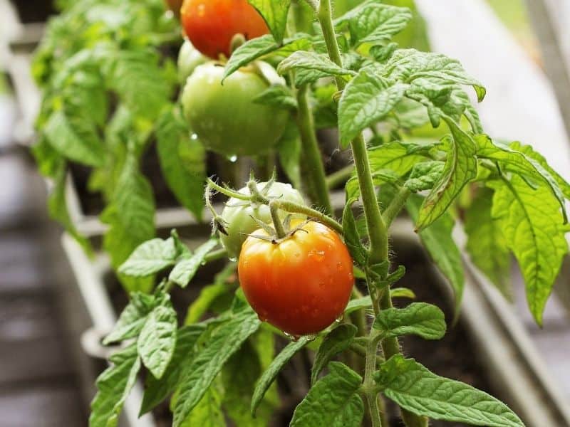 Tomatoes growing in containers