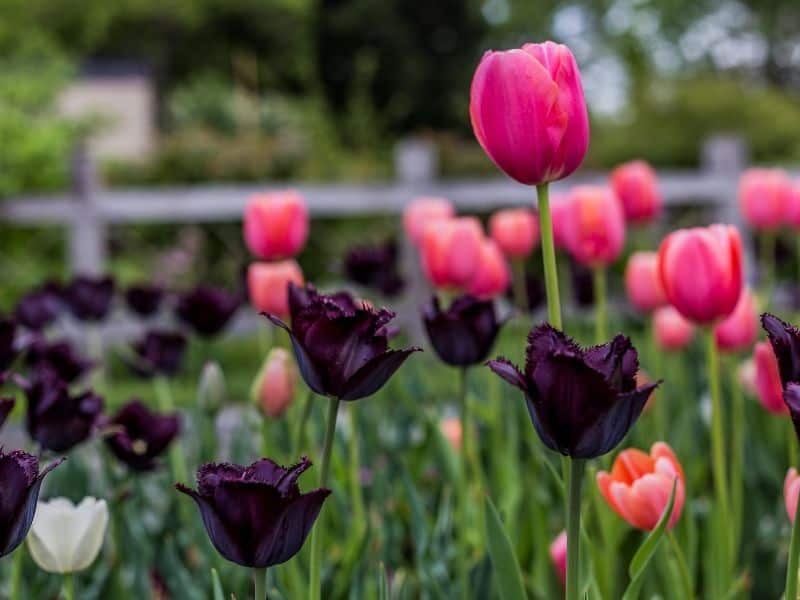 tulip garden