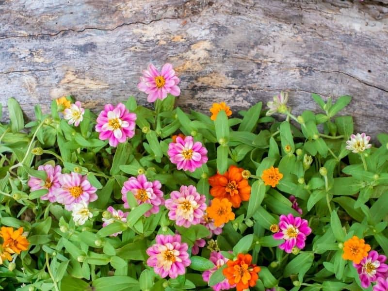 Wood at the end of a flower bed