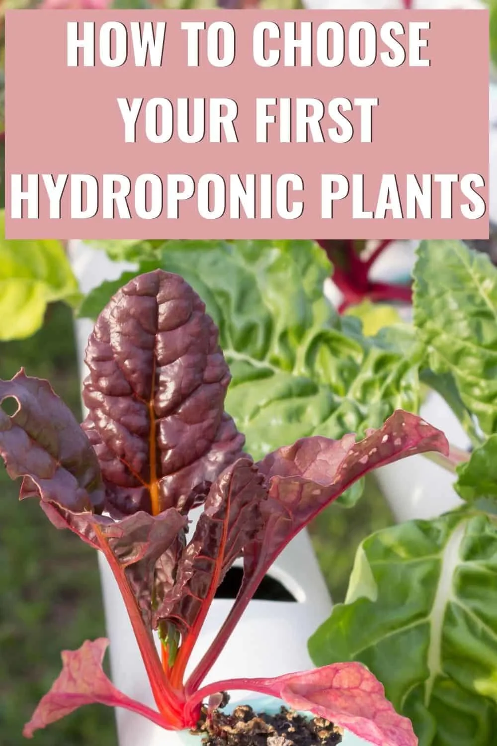 How to choose your first hydroponic plants?