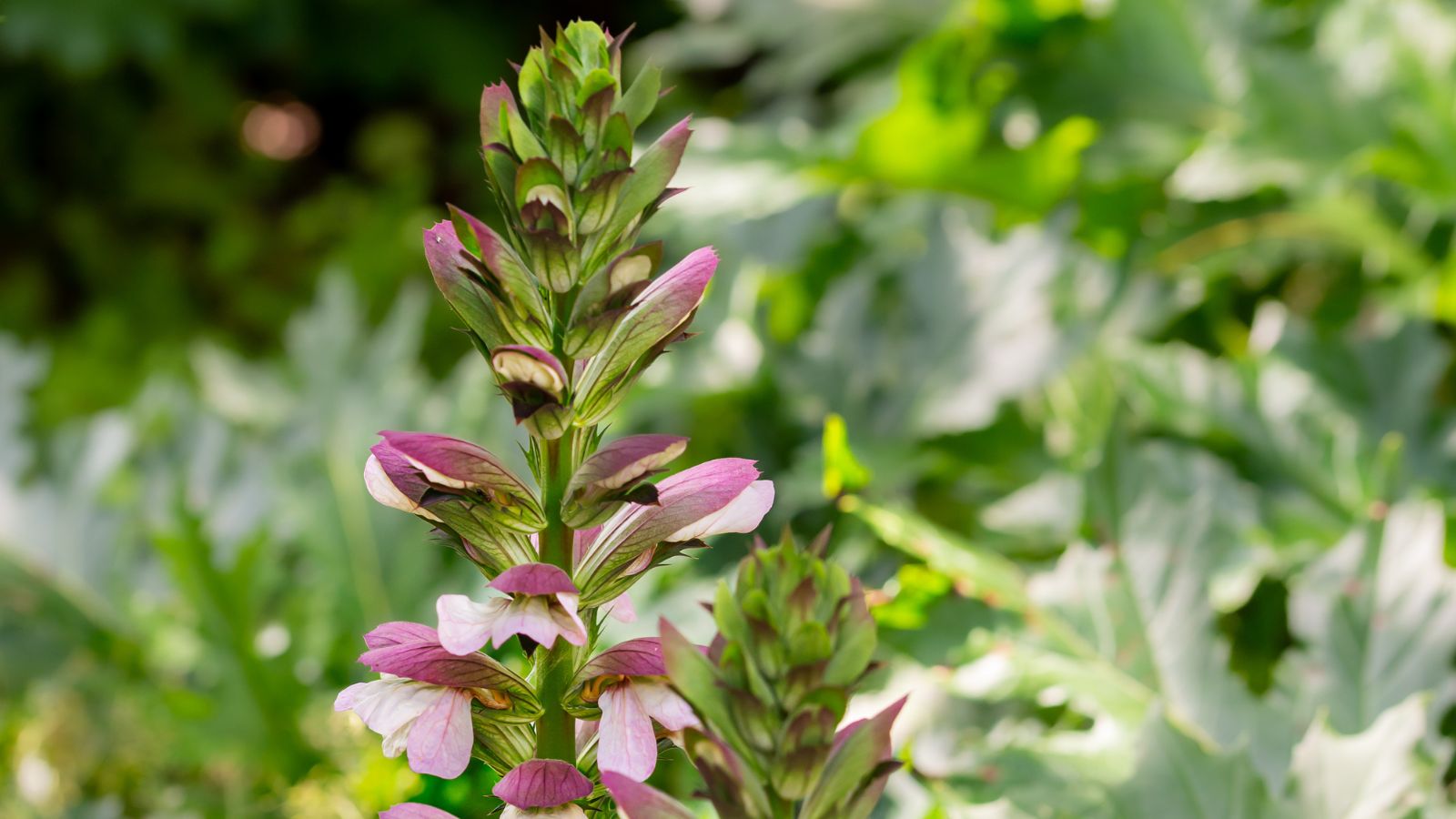 blooming bear's breeches plant.