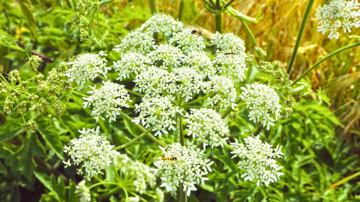 White Angelica archangelica flowers.