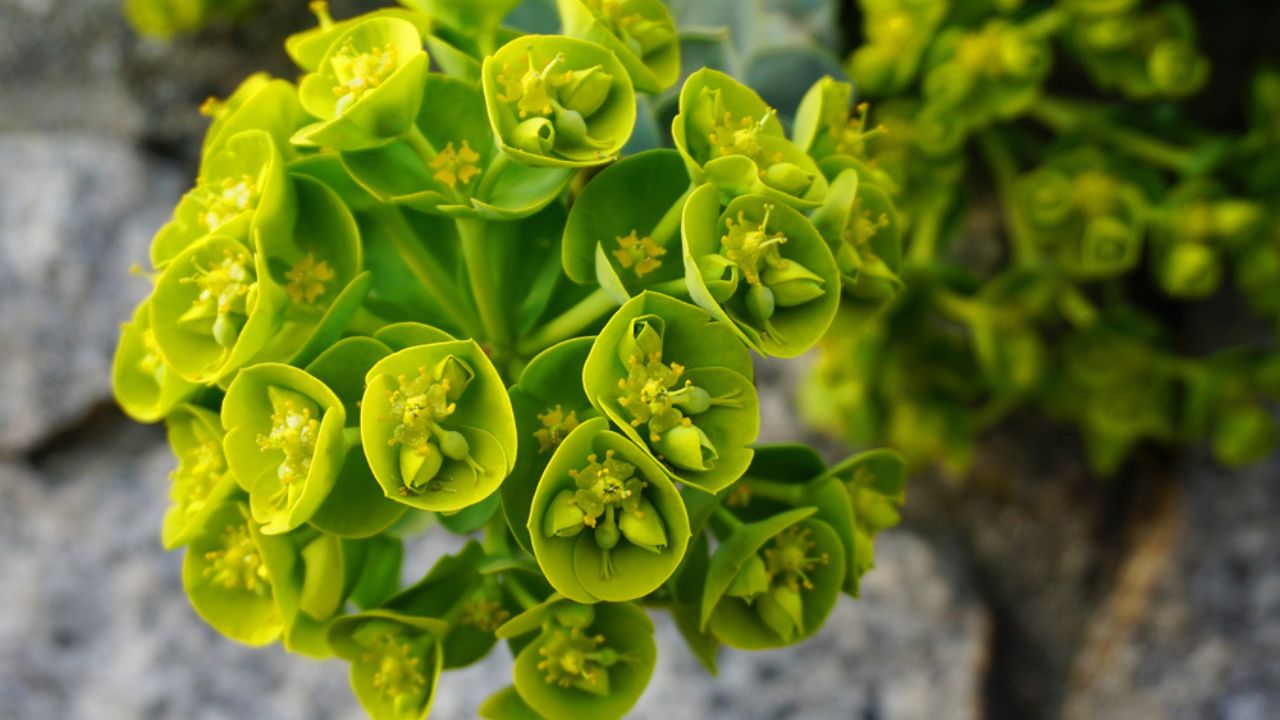 Beautiful Bells of Ireland flowers close up, Shell flower.