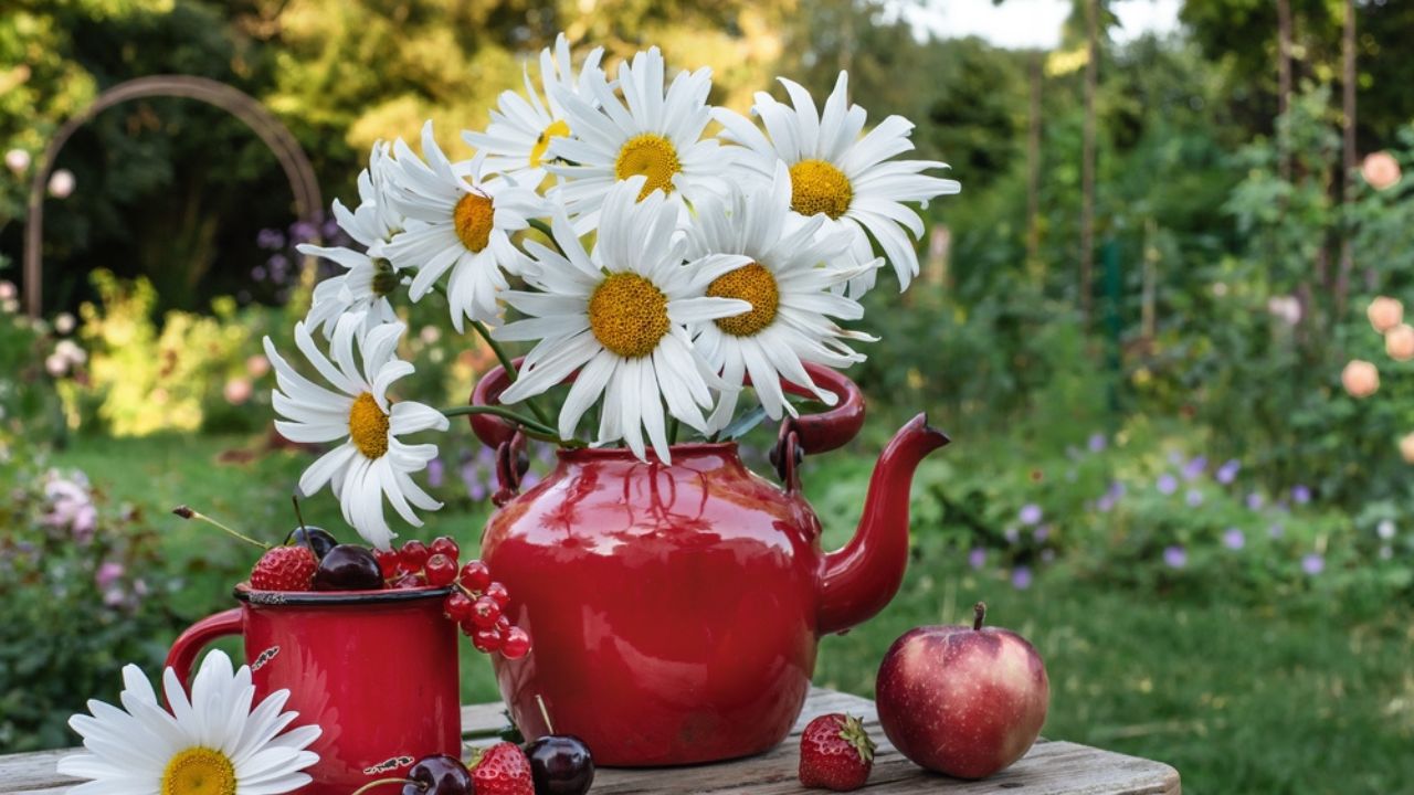 Bouquet of daisies in a retro red teapot with berries and apples in the garden on the table. Summer still life in a blooming garden