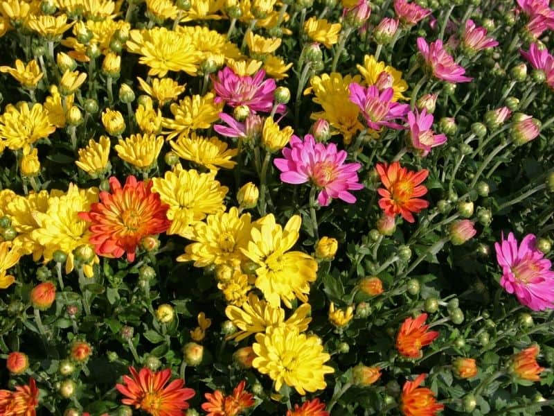 Chrysanthemum flowers