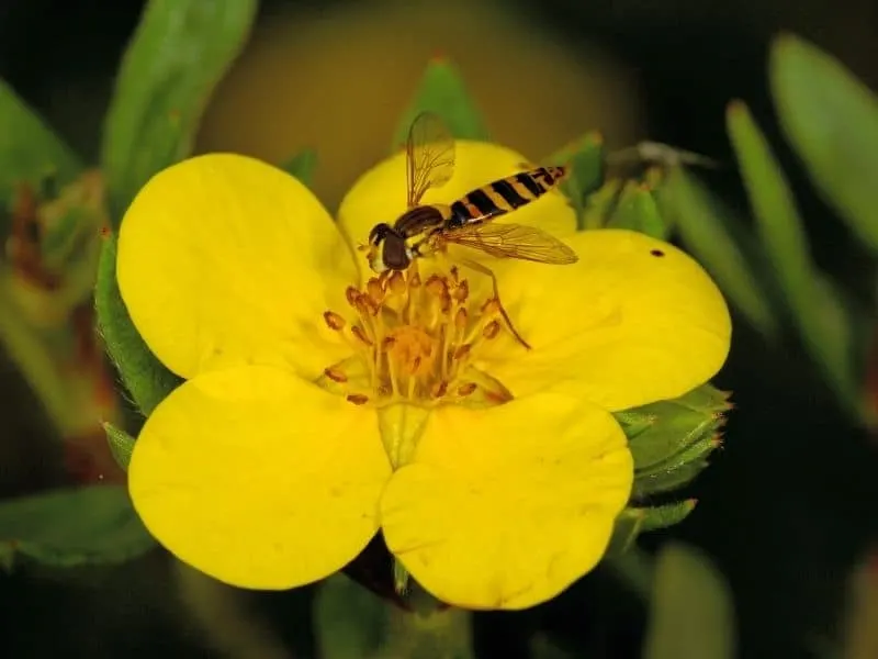 bee visiting a Cinquefoil flower