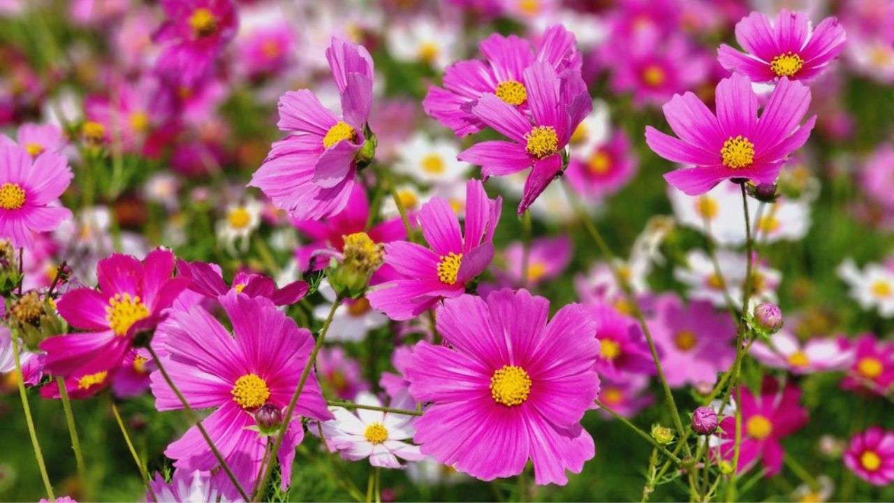 Cosmos are annual flowers with colorful, daisy-like flowers, symbolizing simplicity, joy, beauty, order, harmony, and balance, amidst slender stems.