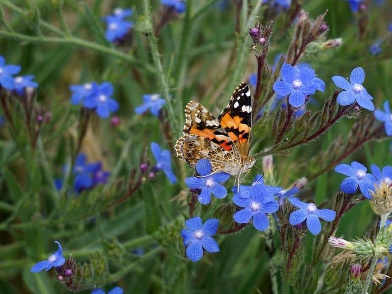 Echium vulgare - bugloss flowers and a butterfly