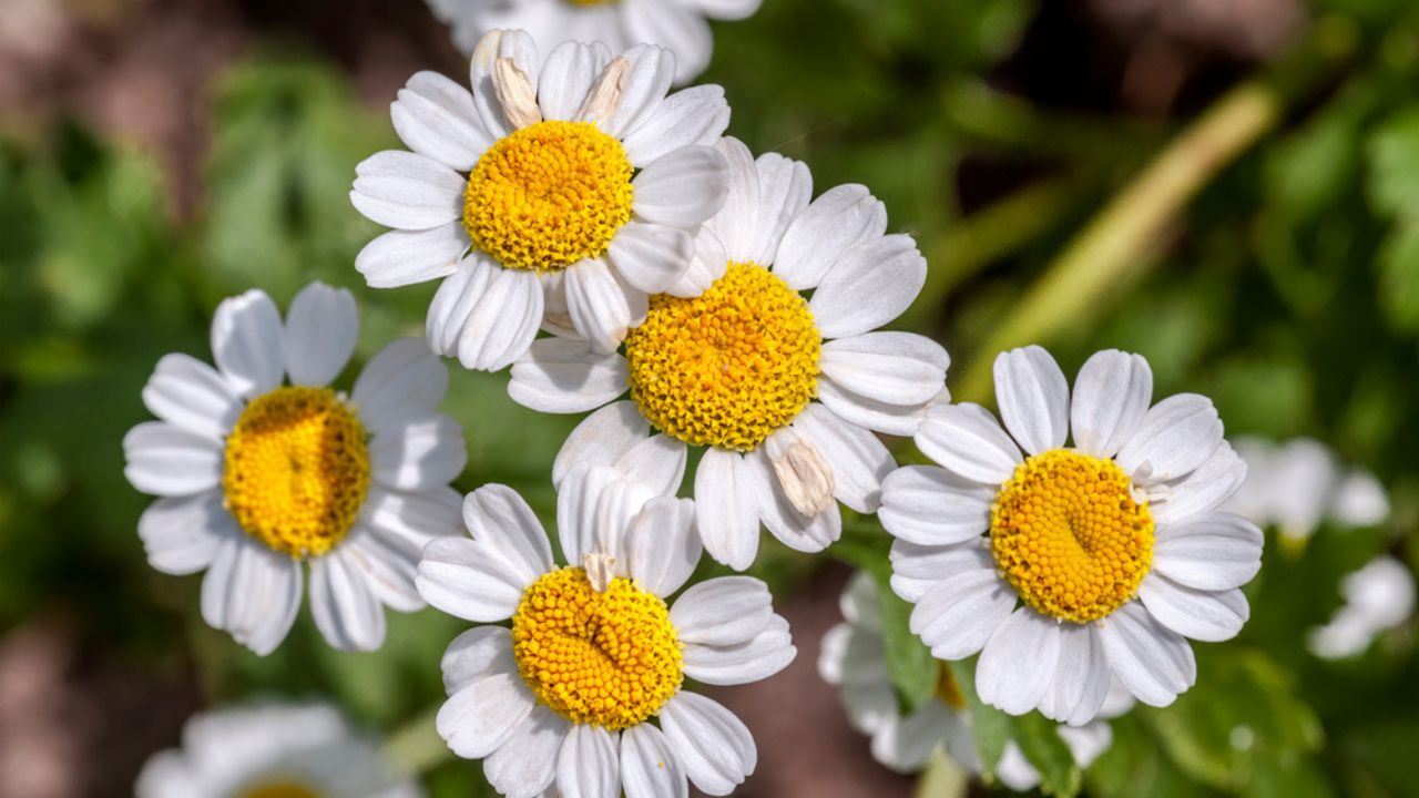 Feverfew (Pyrethrum parthenium) in garden