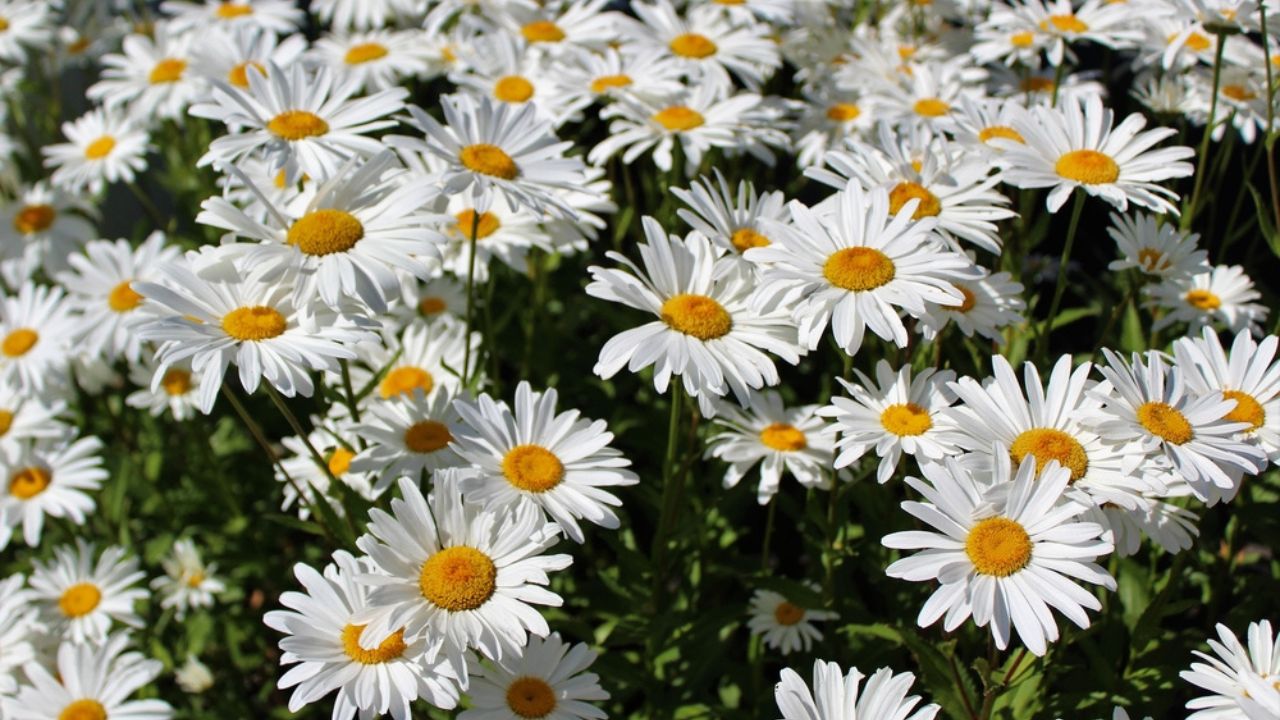 Full bloom Shasta daisies in mid summer
