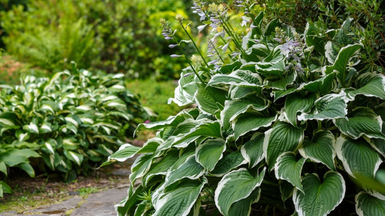 Hosta Patriot in garden. Beautiful Hosta leaves background. Hosta - an ornamental plant for landscaping park and garden design