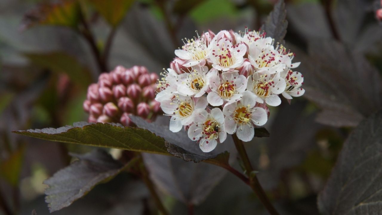 Inflorescences and leaves of common ninebark (Physocarpus opulifolius) in early summer