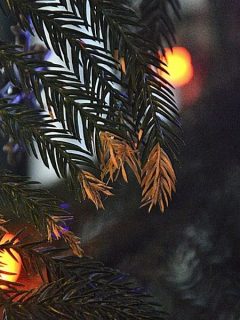 a Norfolk Island pine decorated for Christmas