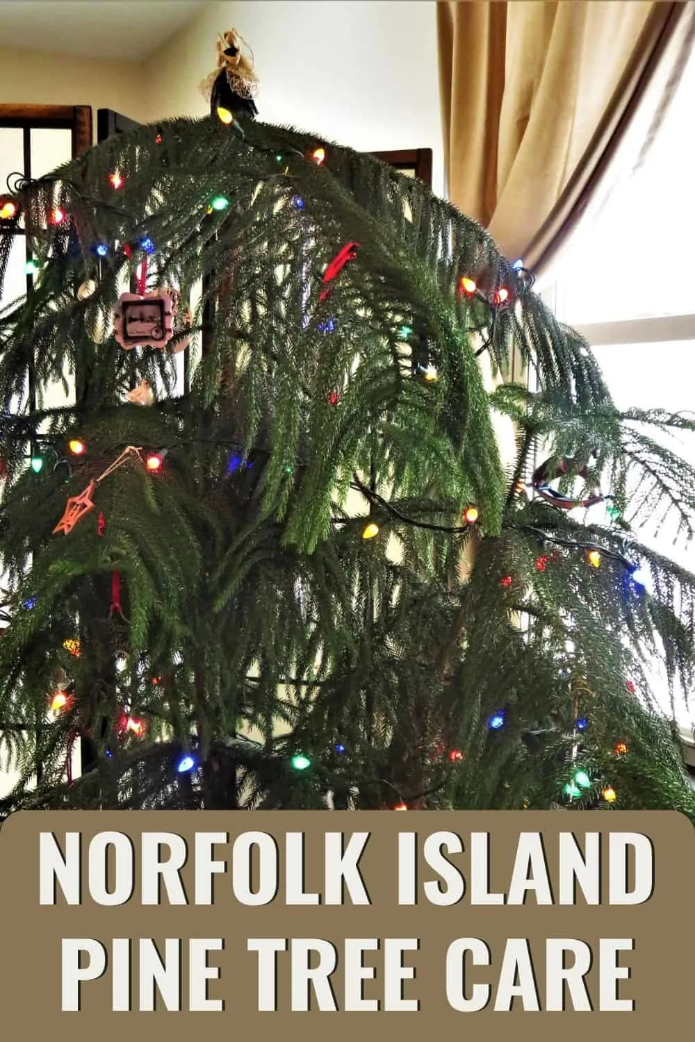 Norfolk Island pine tree care