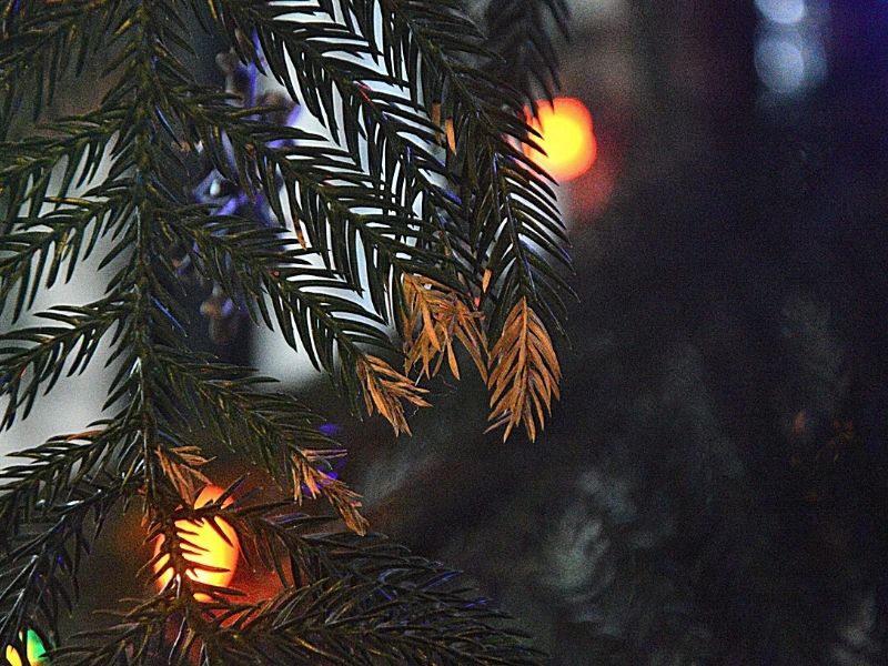 a Norfolk Island pine decorated for Christmas