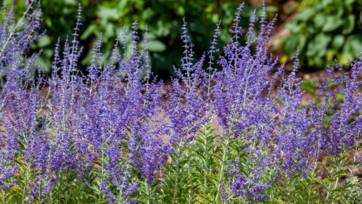 9 Plants With Flowers That Look Like Lavender