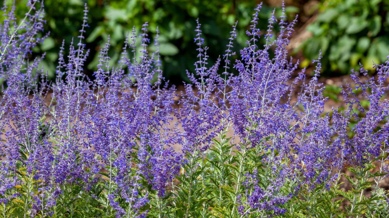 Perevoskia 'Blue Spire' a late summer flowering plant with a blue purple summertime flower in July and August and commonly known as Russian Sage, stock photo image