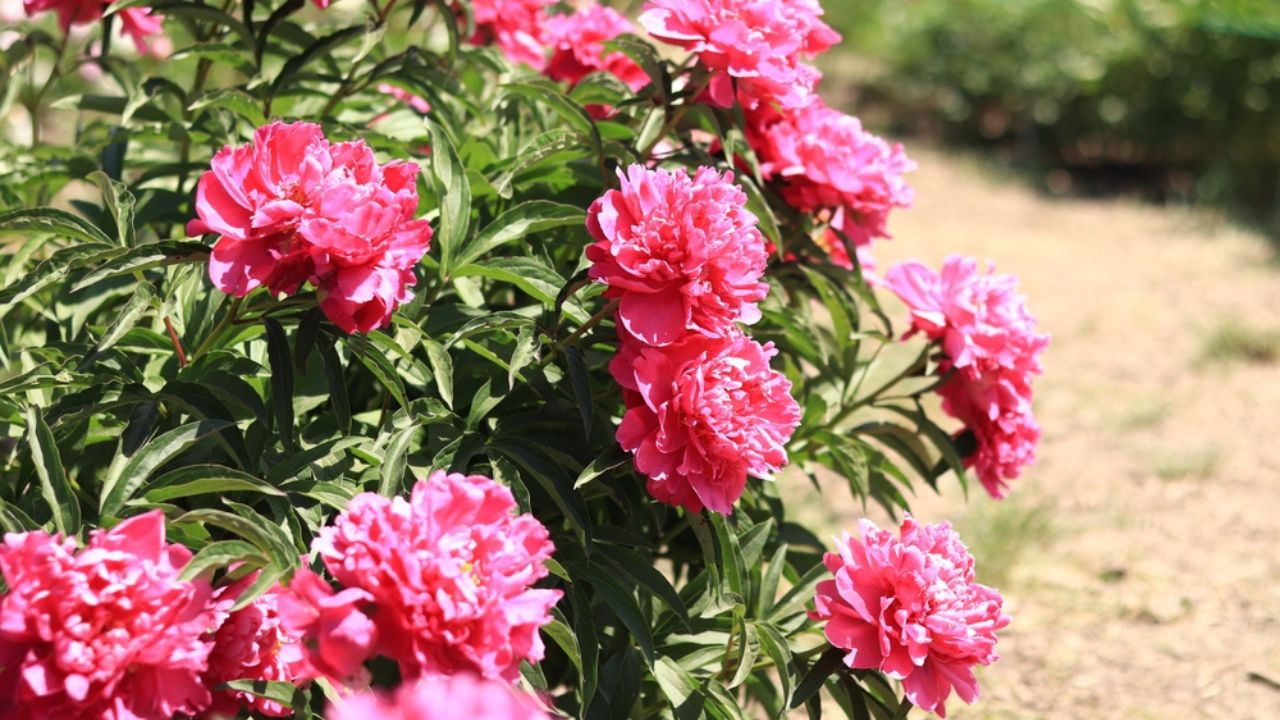 Pink peony flowers in the park. Large peony flowers. Flowers outdoors. Close-up of pink lush flowers. Natural floral background.