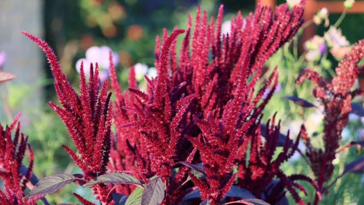 Sweden. Amaranthus is a cosmopolitan genus of annual or short-lived perennial plants collectively known as amaranths.