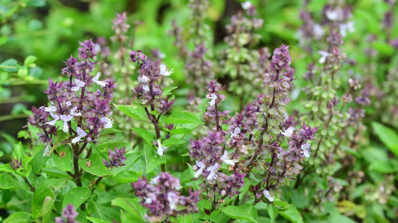 Sweet Basil (Ocimum basilicum) ; An outstanding colorful bush of purple bouquet & green leaves textures. A vegetable garden as well as food & herb.