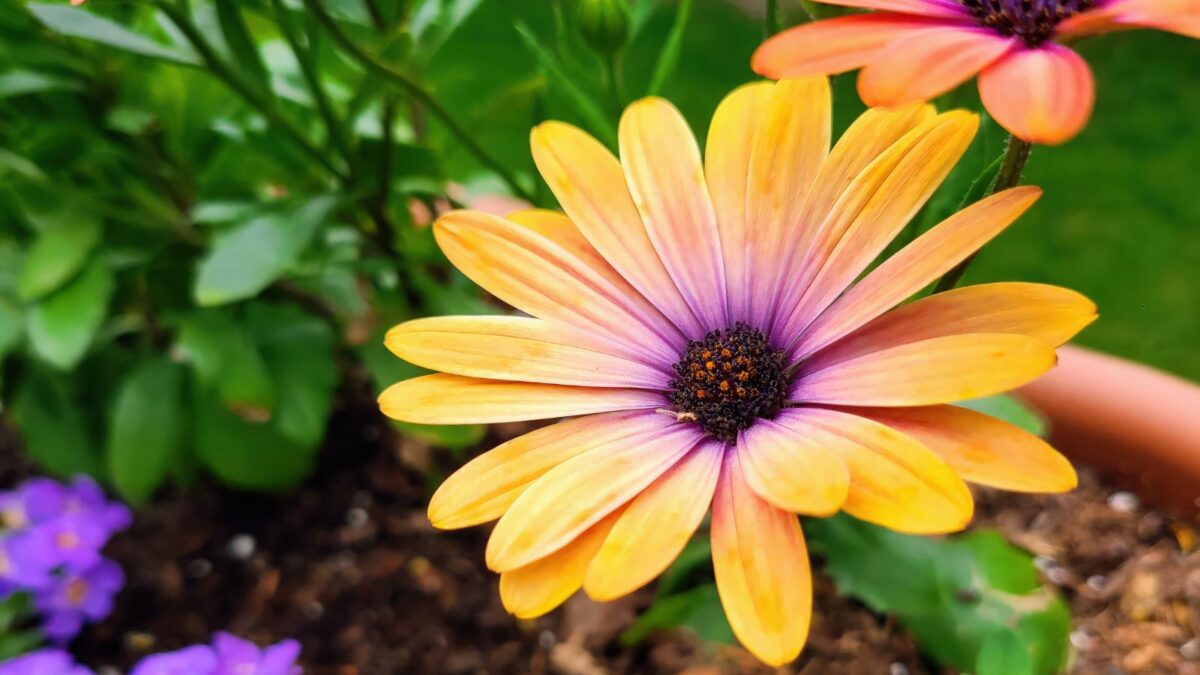 Orange African daisy flower.