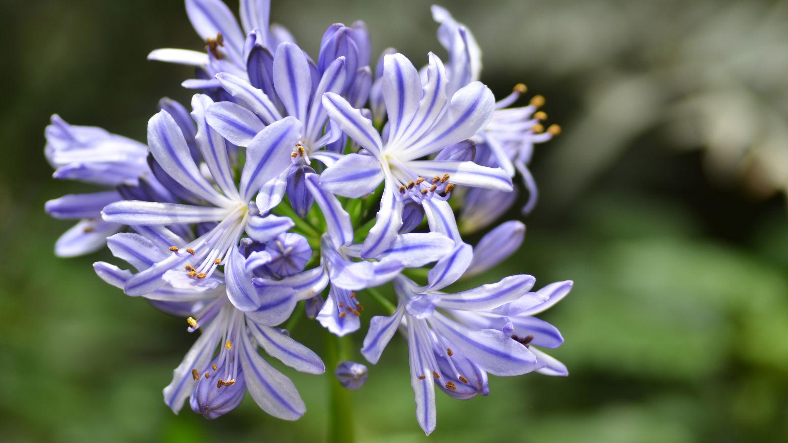 agapanthus flowers.