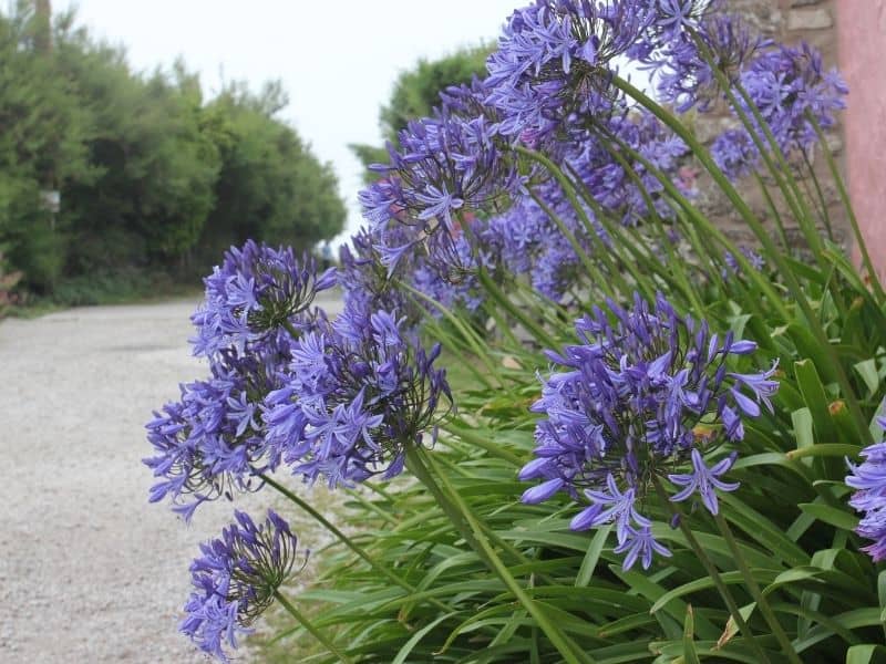 Agapanthus flowers