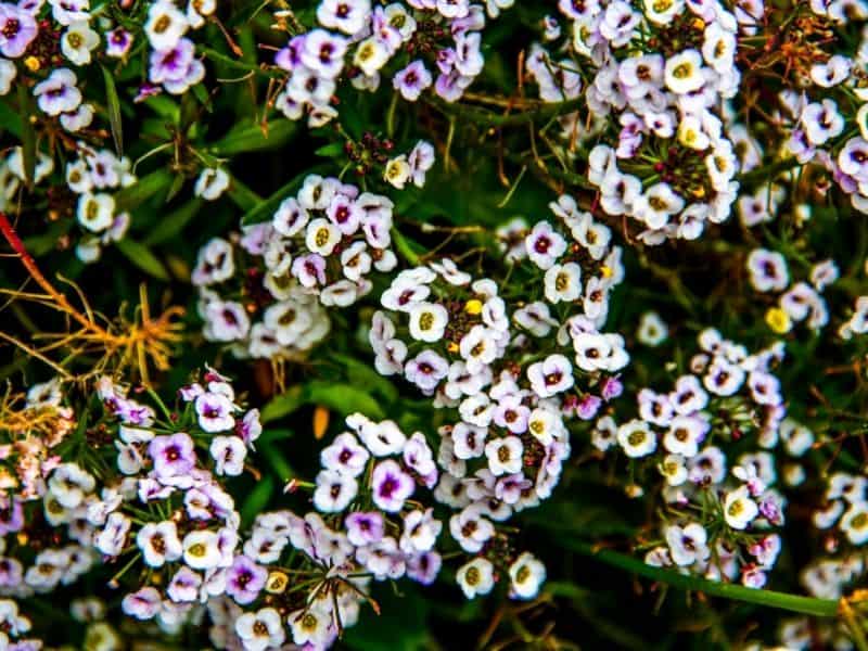 alyssum flowers