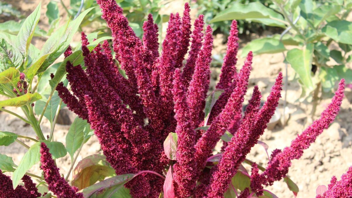 Amaranth plant.
