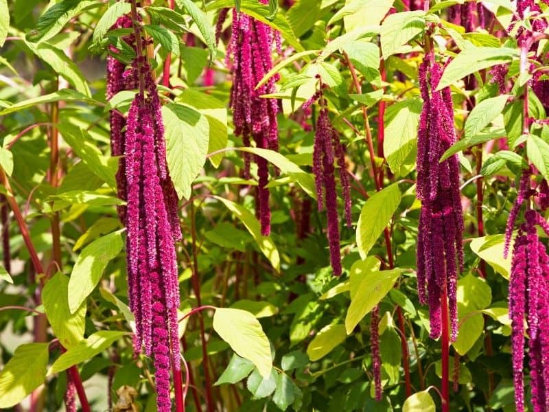 Amaranth