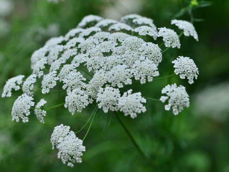 Queen Anne's lace