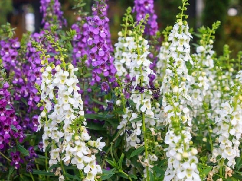 Angelonia flowers