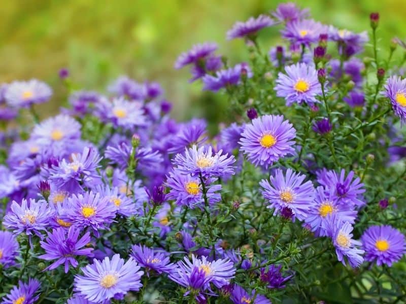 aster flowers