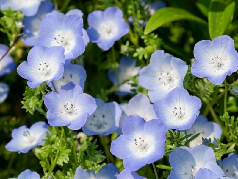 a bunch of baby blue eyes flowers