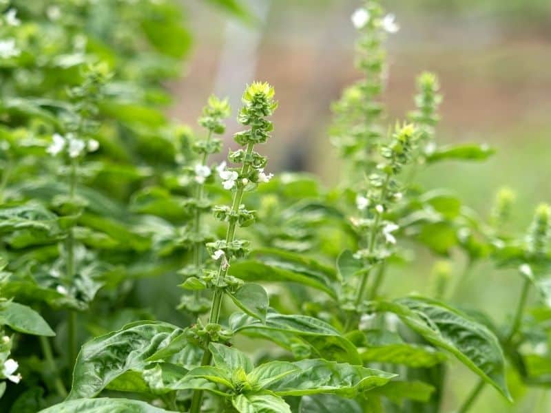 basil flowers