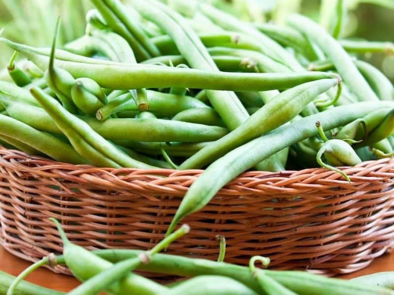 a basket of freshly picked green beans