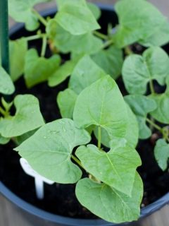 Bean seedlings growing in a container