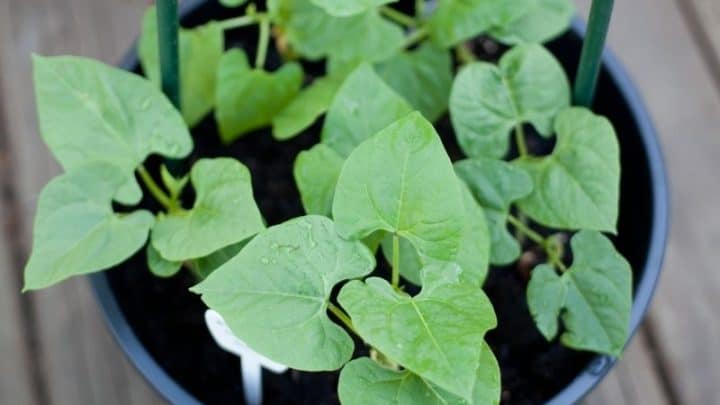 How to Grow Beans in Containers – Tips for Delicious Bush and Pole Beans