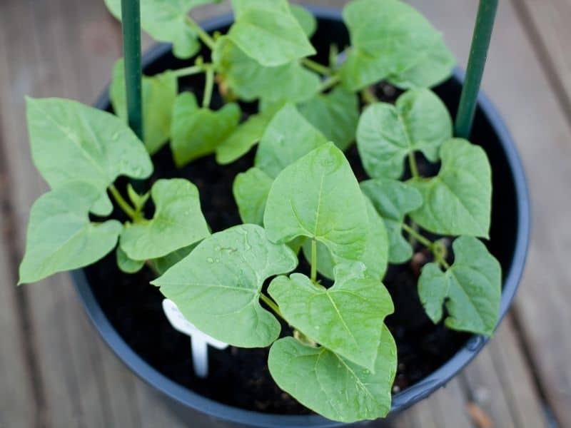 Bean seedlings growing in a container