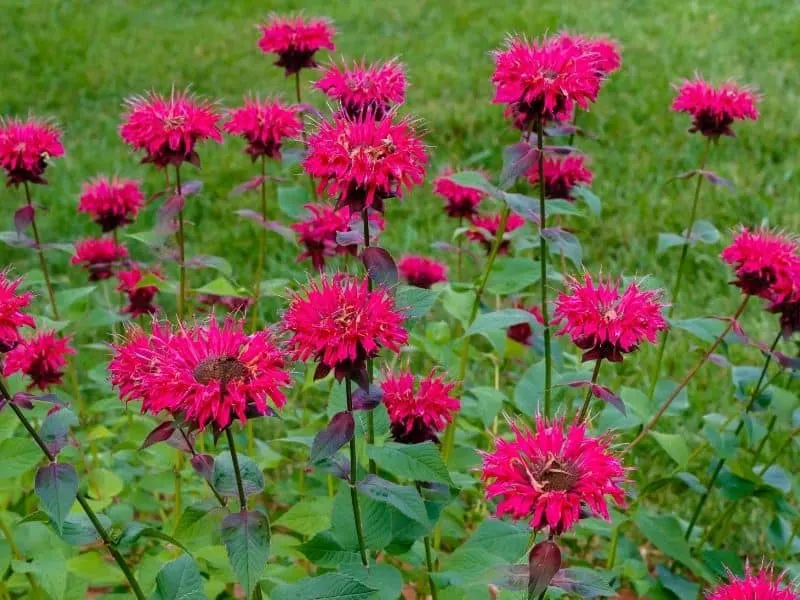 bee balm flowers