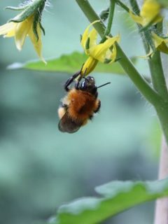 a bee pollinating a tomato flower