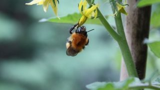 a bee pollinating a tomato flower