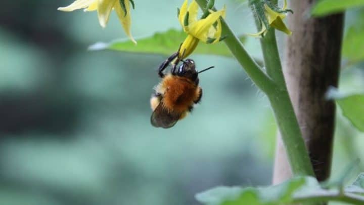 Plant Pollination Process In The Hydroponic Garden