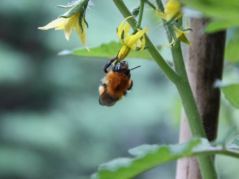 a bee pollinating a tomato flower