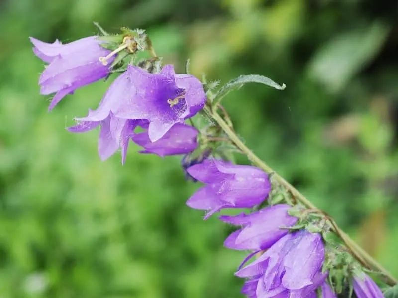 campanula -bell flowers