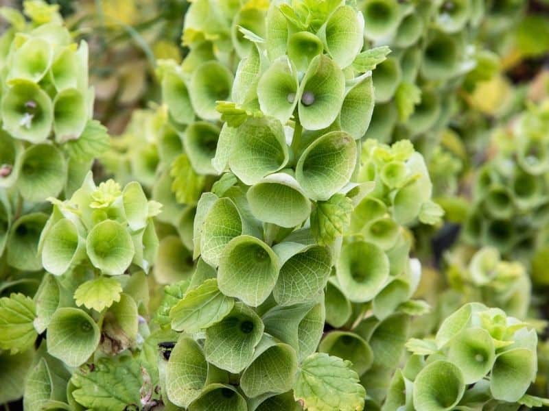 Bells of Ireland - green flowers