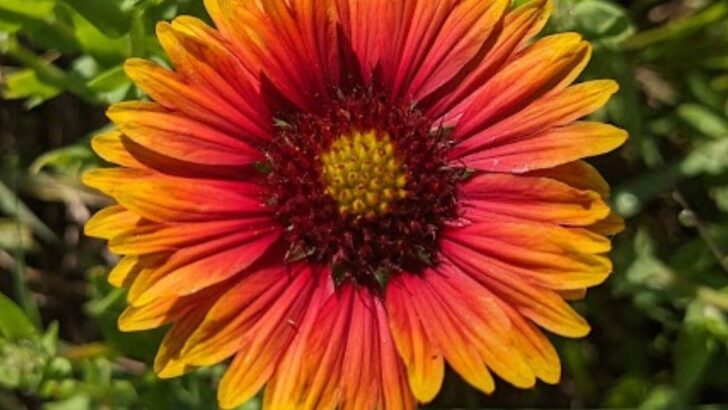 18 Beautiful Flowers that Start with B
