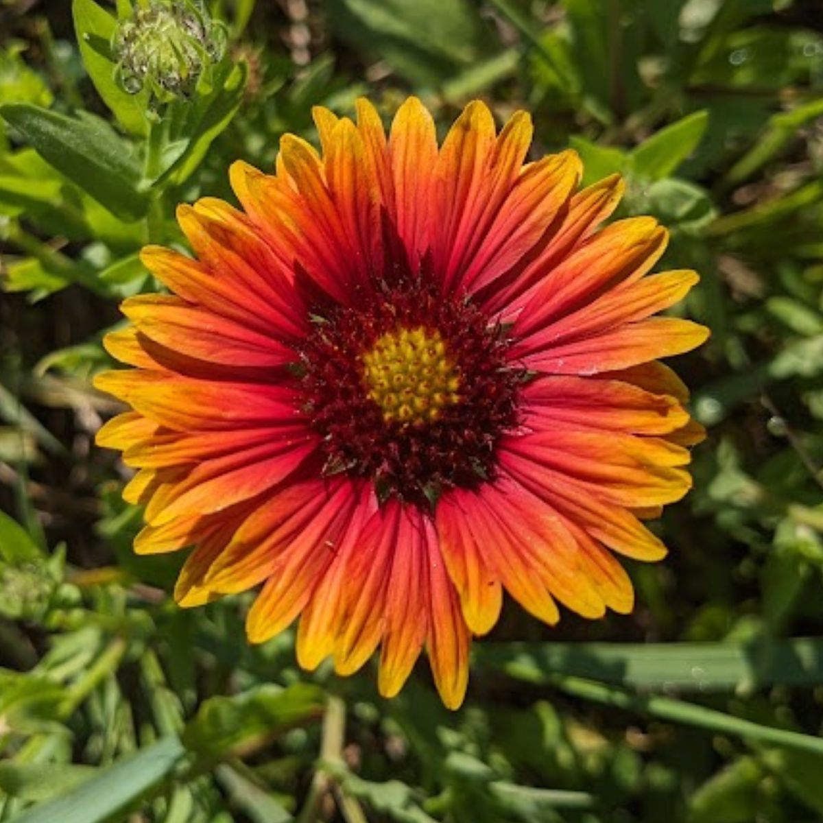 orange blanket flower